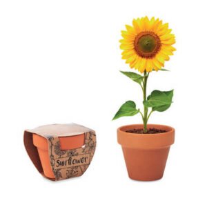 sunflower-grow-your-own-pot